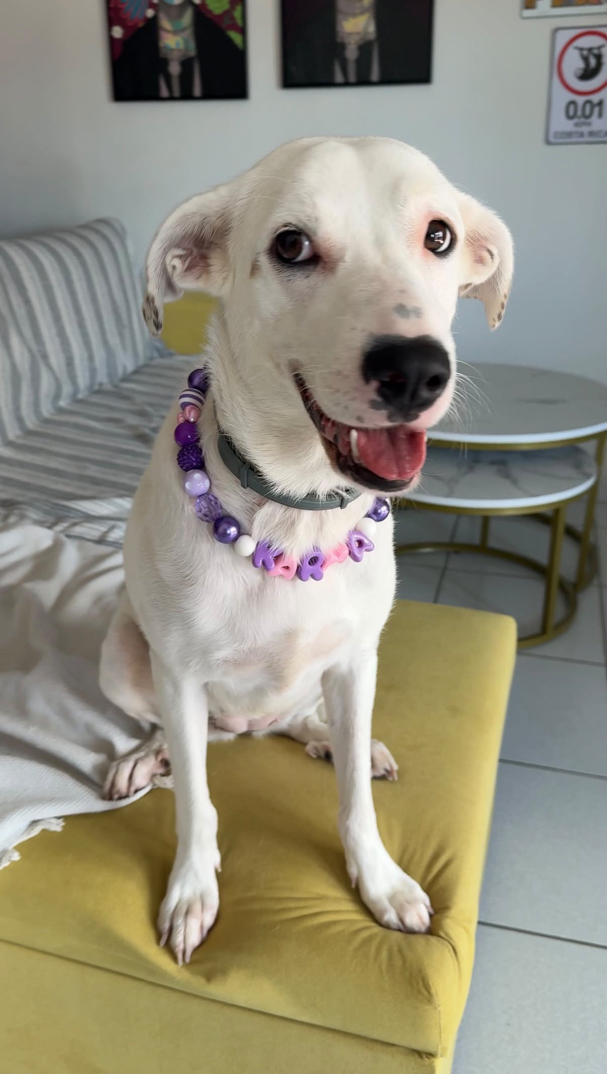 Berry Bliss Dog Necklace