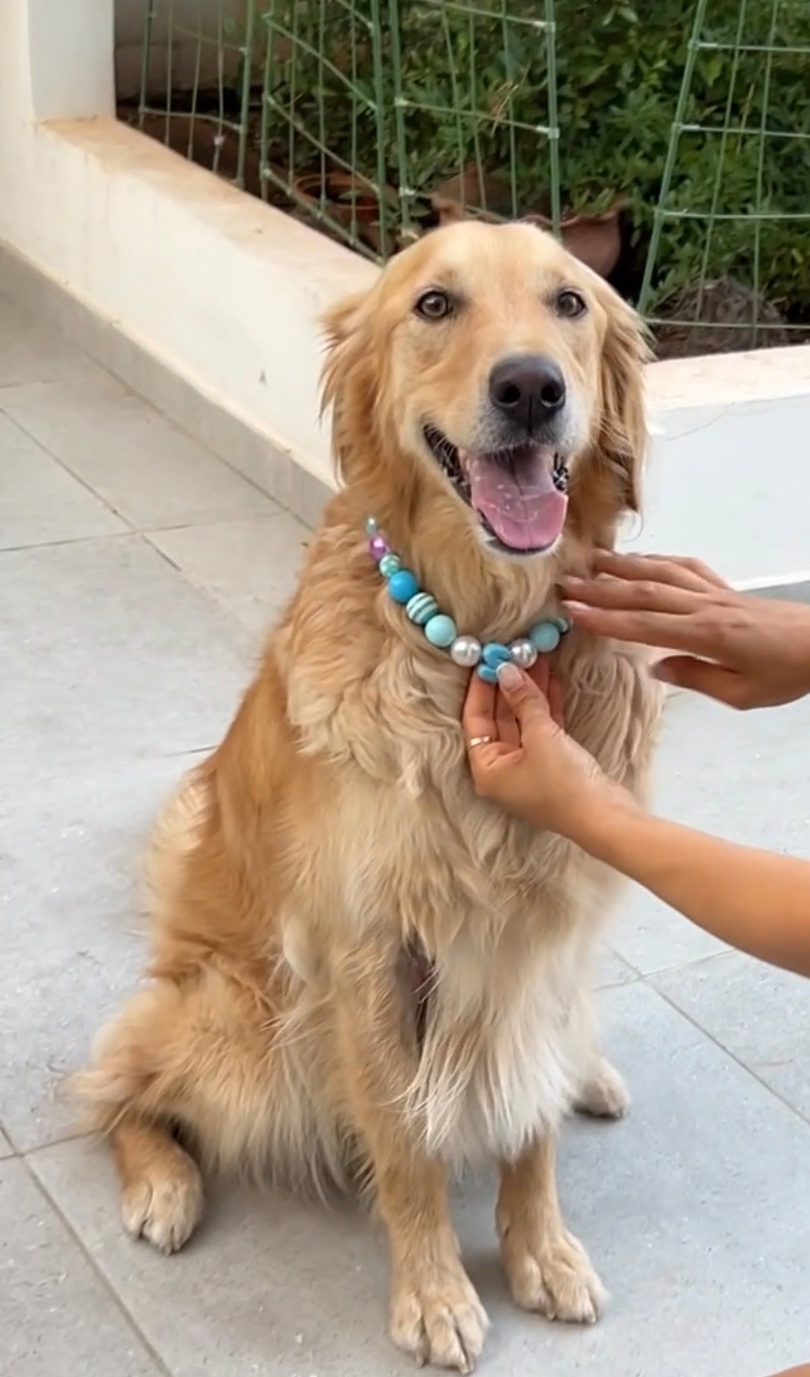 Sky Bloom Dog Necklace